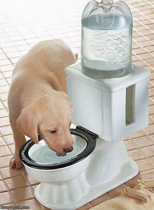 Drinking Bowl