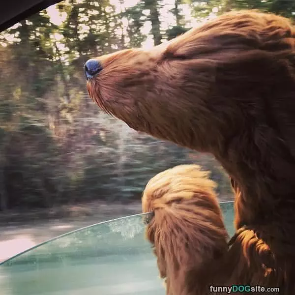 Go Faster Dude