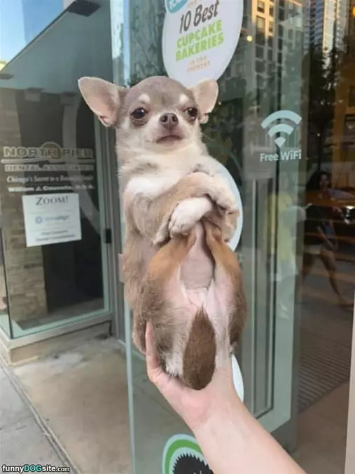 Sitting Awesome