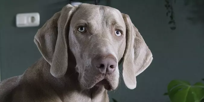 Weimaraner dog