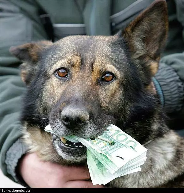 Rich Dog