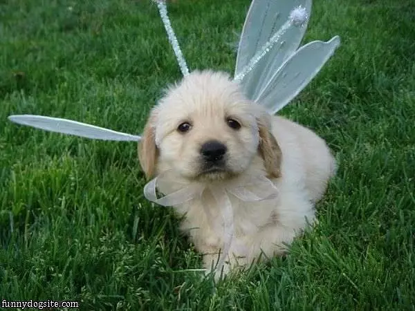 Fairy Puppy