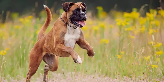 Boxer Jumping