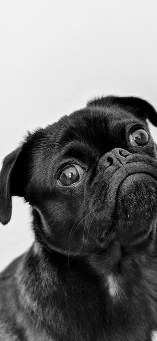 Pug