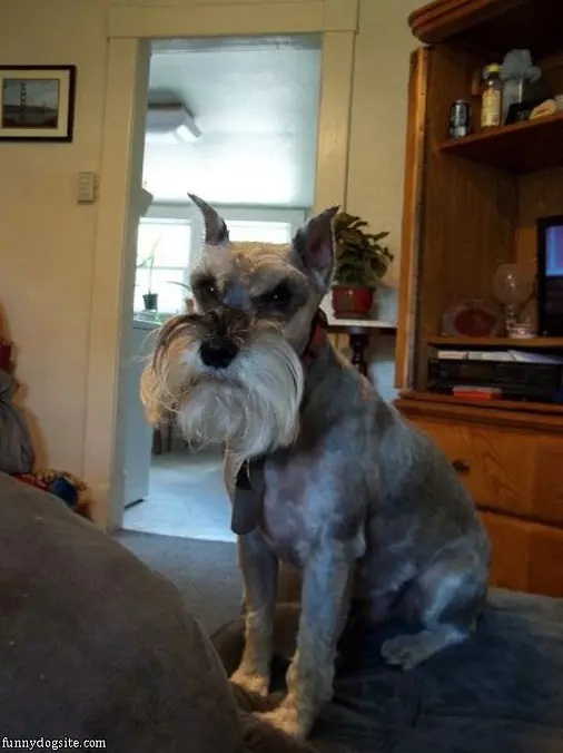 Beard