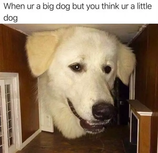 A Big Dog