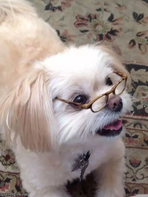 My Reading Glasses