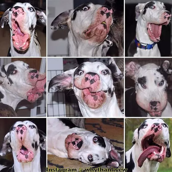 The Many Funny Faces