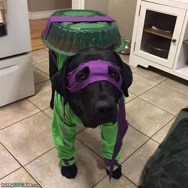 Tmnt Dog
