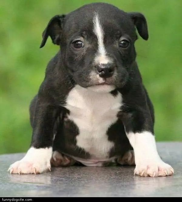Little Pup