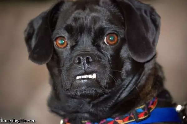 My Grrr Face