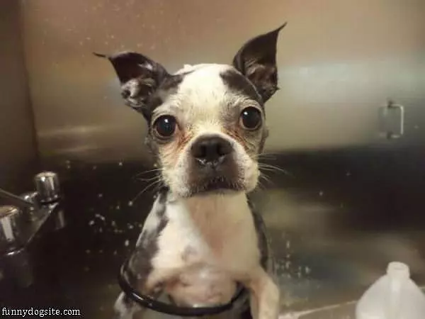 Puppy Bath Time