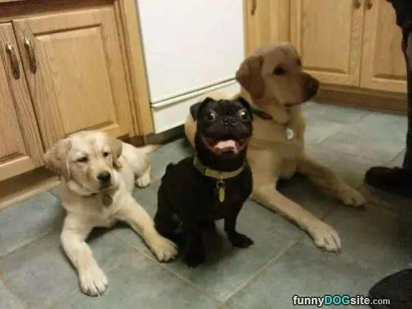 Hahaha Woof