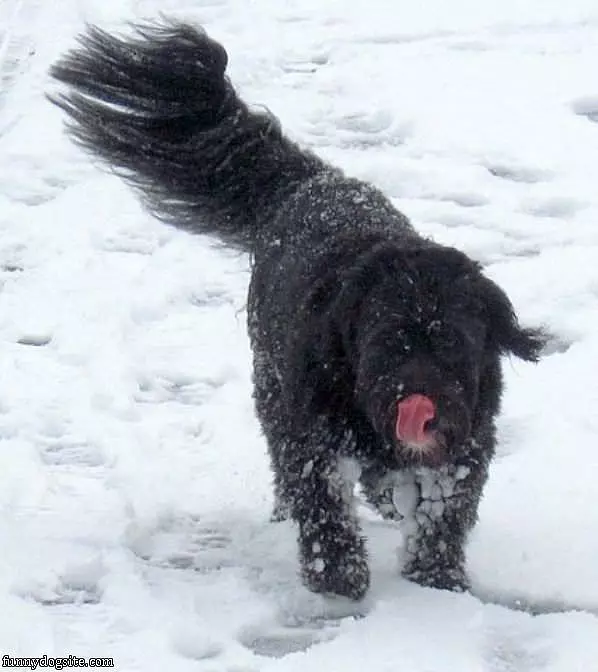 Snow Dog