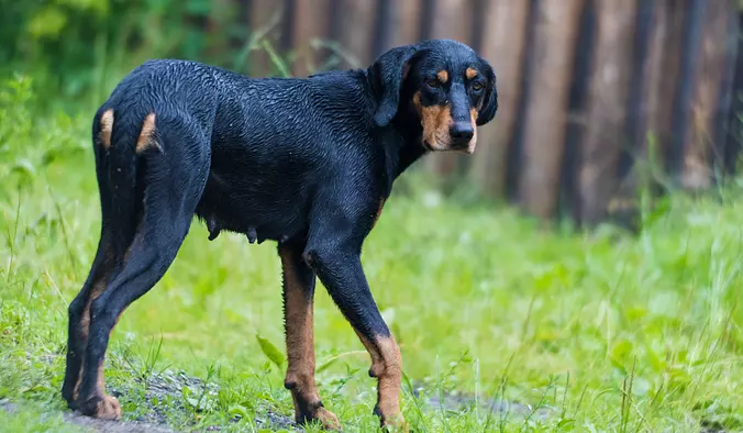 Wet Transylvanian Hound Dog...