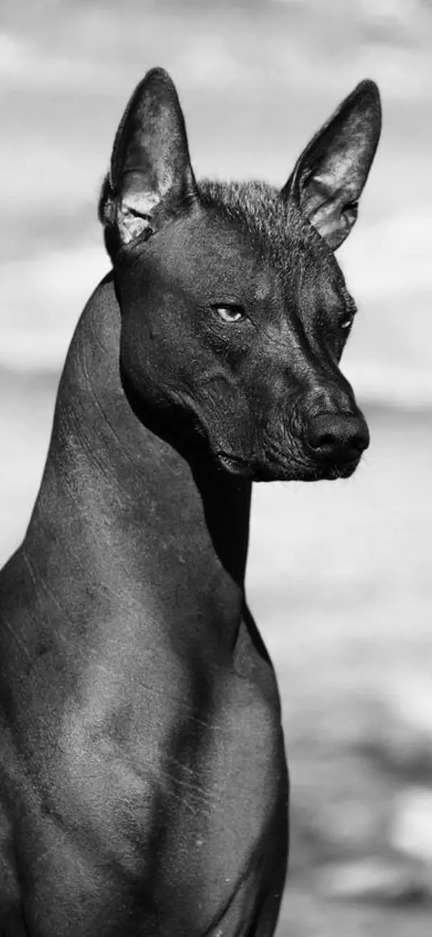 Xoloitzcuintli Coseup in bl...