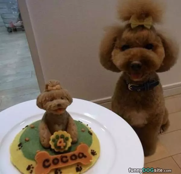 Cocoas Birthday