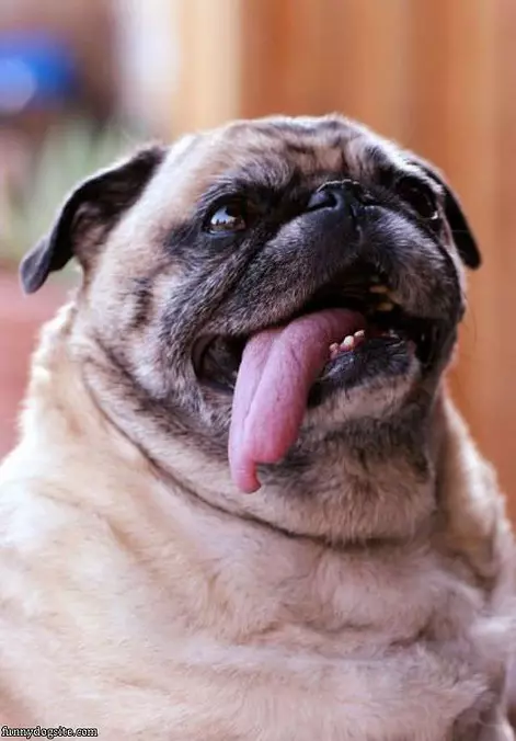 Long Tongue