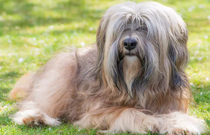 Beige Tibetan Terrier
