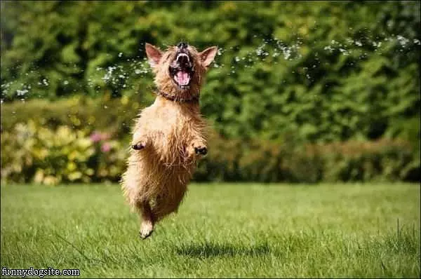 Water Nom Nom