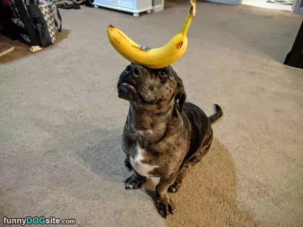Dog Has Amazing Balance