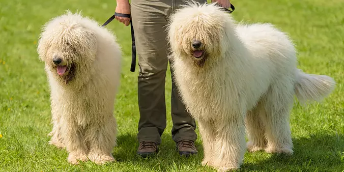 Komondor brothers