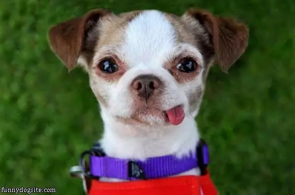 Tongue Out To The Side