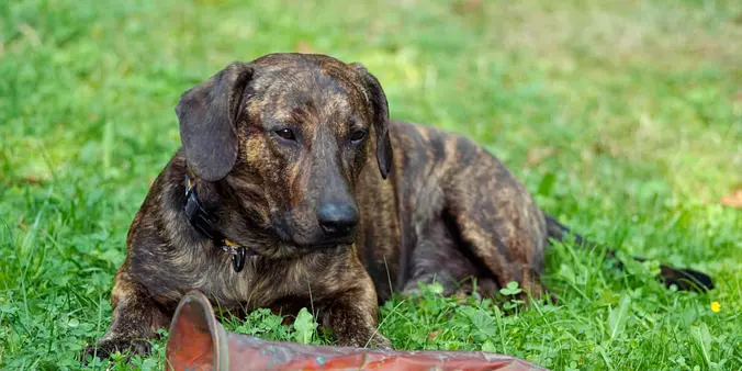 Treeing Tennessee Brindle o...