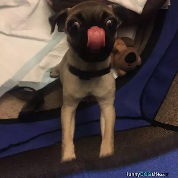 Cleaning My Nose