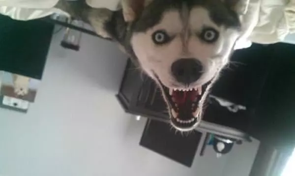 Whaaaa Haha