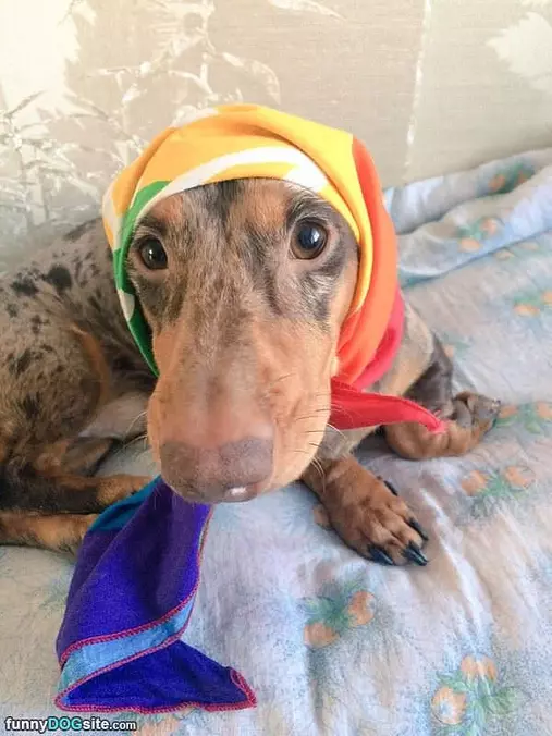 Babtcha Dog