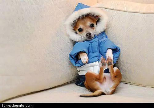 Dog Coat