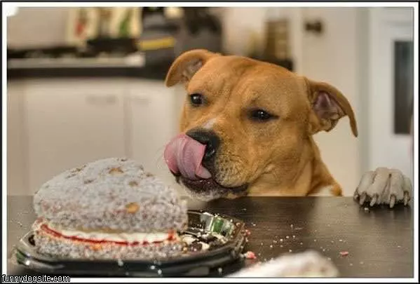 Looks Tasty