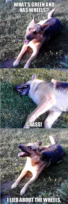 The Dogs Joke