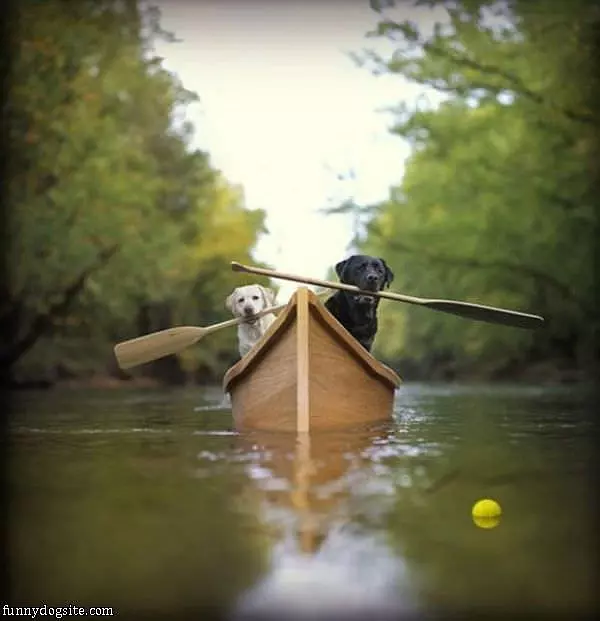 Fetching The Ball
