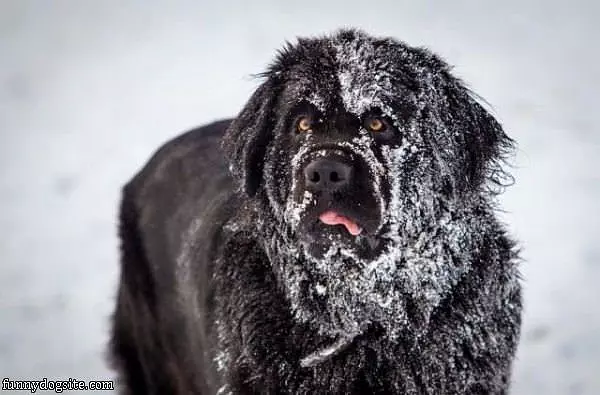 I Like Playing In The Snow