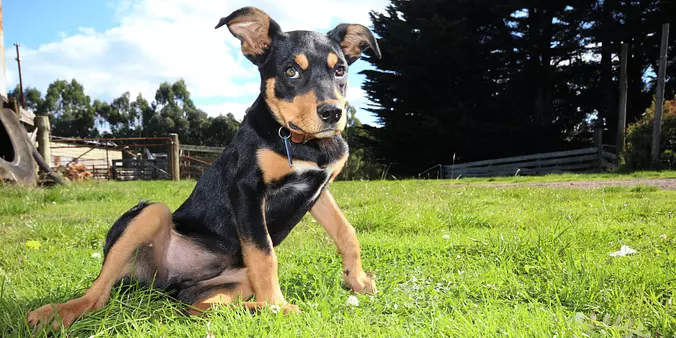 Australian Kelpie